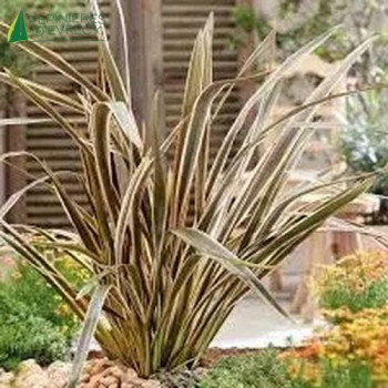 PHORMIUM tenax Brown sugar