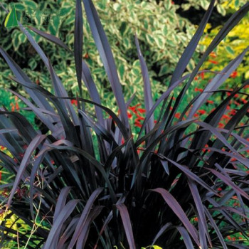 PHORMIUM tenax Black velvet 40/60 Cont.2/2.5 L 