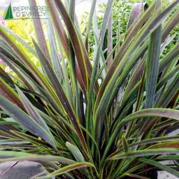 PHORMIUM tenax chocomint ® 40/60 Cont.3/4 L 