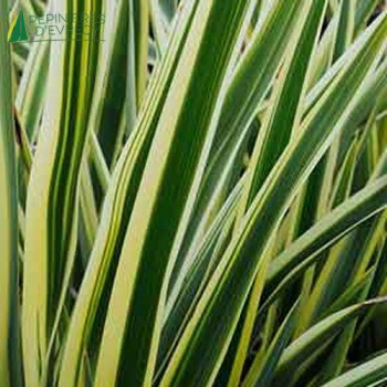 PHORMIUM tenax Duet  Cont.2/2.5 L 