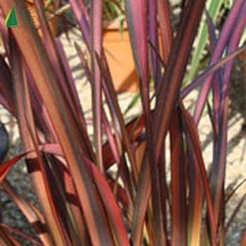 PHORMIUM tenax FLAMINGO  Cont.5/7.5 L 