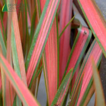 PHORMIUM tenax Jester