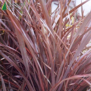 PHORMIUM tenax Purpureum