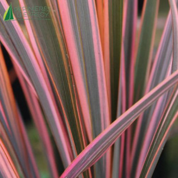 PHORMIUM tenax Sundowner