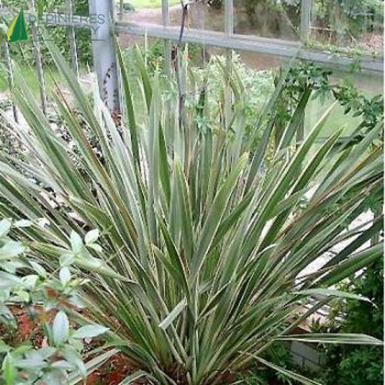 PHORMIUM tenax Variegatum