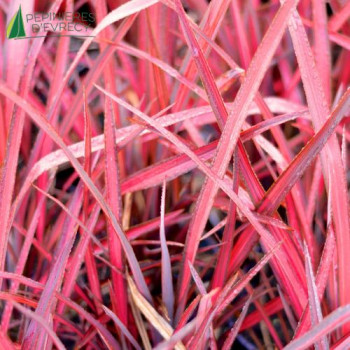PHORMIUM tenax Evening glow  Cont.5/7.5 L 