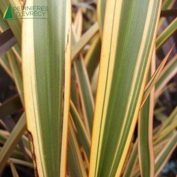 PHORMIUM tenax Golden ray