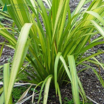 PHORMIUM tenax 'Golden sword'  Cont.2/2.5 L 