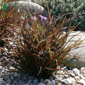 PHORMIUM tenax Jack spratt