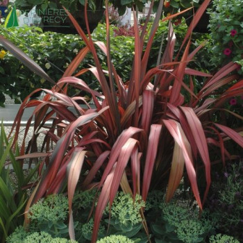 PHORMIUM tenax Margaret Jones