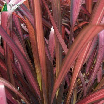 PHORMIUM tenax Pink panther