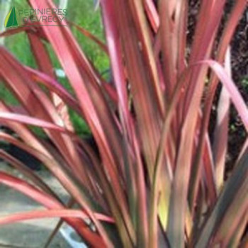 PHORMIUM tenax Rainbow maiden  Cont.2/2.5 L 