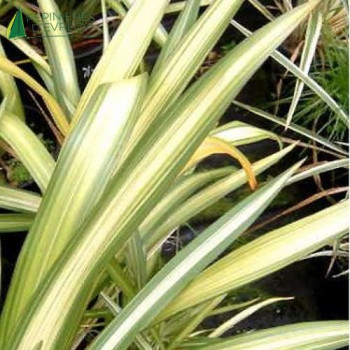 PHORMIUM tenax Yellow wave