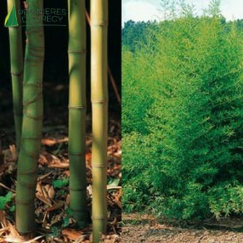 PHYLLOSTACHYS aurea