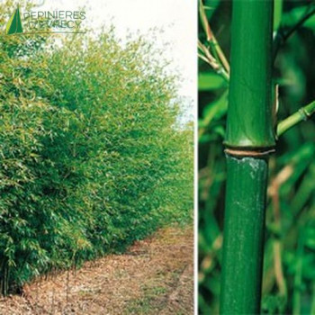 PHYLLOSTACHYS bissetii