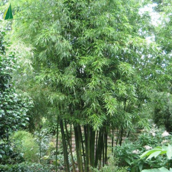 PHYLLOSTACHYS Atrovaginata (original)