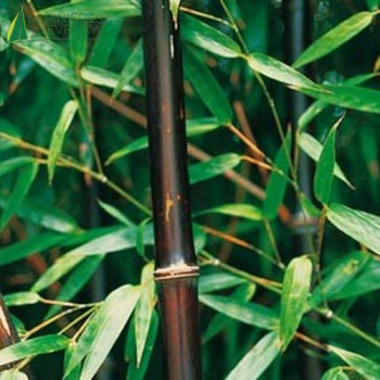 PHYLLOSTACHYS nigra