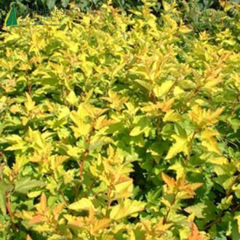 PHYSOCARPUS opulifolius Darts gold