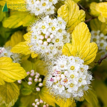 PHYSOCARPUS opulifolius Angel Gold