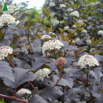 PHYSOCARPUS opulifolius Diabolo 50/60 Cont.3/4 L 