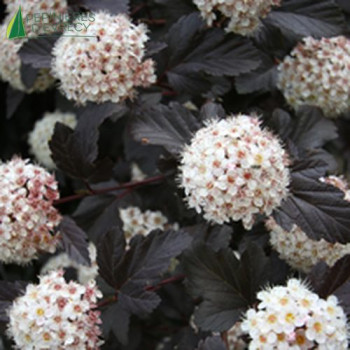 PHYSOCARPUS opulifolius RED BARON 60/80 Cont.3/4 L 