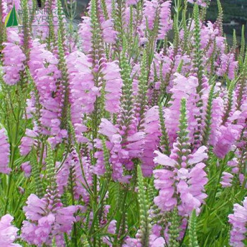 PHYSOSTEGIA virginiana Bouquet