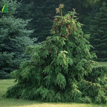PICEA abies Acrocona