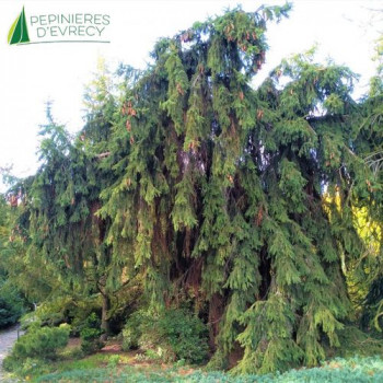 PICEA abies Inversa
