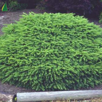 PICEA abies Nidiformis