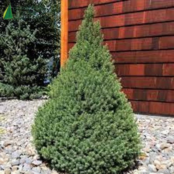 PICEA glauca December