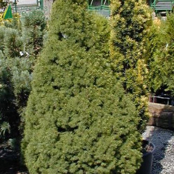 PICEA glauca Conica 30/40 Cont.3/4 L 