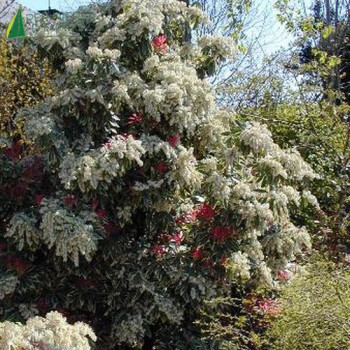 PIERIS  Flaming silver  Cont.3/4 L 