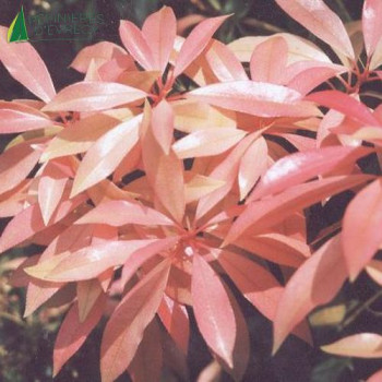 PIERIS  Forest flame  Cont.3/4 L 