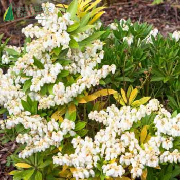 PIERIS japonica Prelude