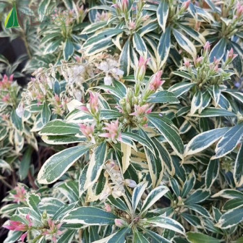 PIERIS japonica White Rim