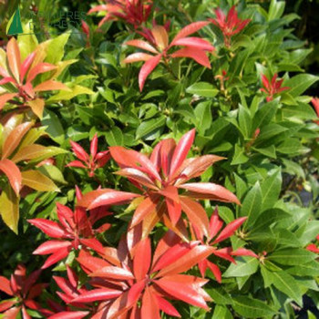 PIERIS  Mountain fire  Cont.3/4 L 