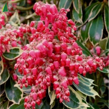 PIERIS Polar Passion 40/60 Cont.3/4 L 