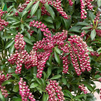PIERIS  Passion  Cont.5/7.5 L 