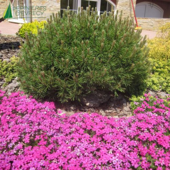 PINUS mugo Mops 20/30 Cont.3/4 L 