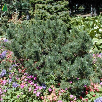 PINUS mugo pumilo