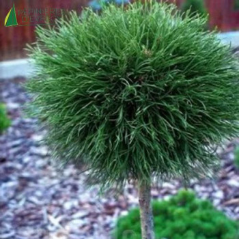 PINUS mugo Varella