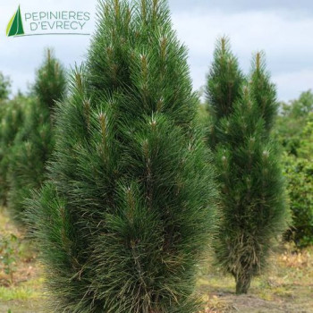PINUS nigra Green Tower