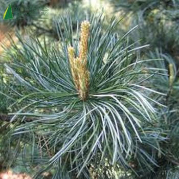 PINUS parviflora Glauca