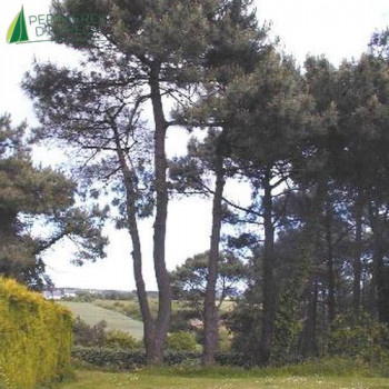 PINUS pinea 200/250