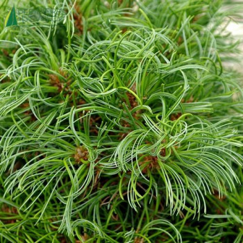 PINUS strobus Green Twist