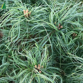 PINUS strobus Tiny Kurls  Cont.3/4 L 