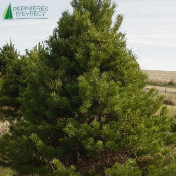 PINUS sylvestris
