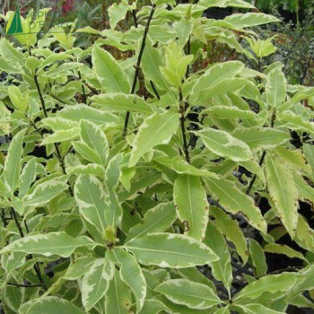 PITTOSPORUM eugenioides Variegatum  Cont.3/4 L 