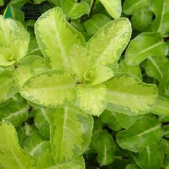 PITTOSPORUM tenuifolium Abbotsbury gold