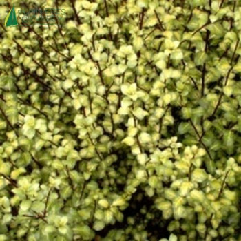 PITTOSPORUM tenuifolium Donovan Gold  Cont.3/4 L 